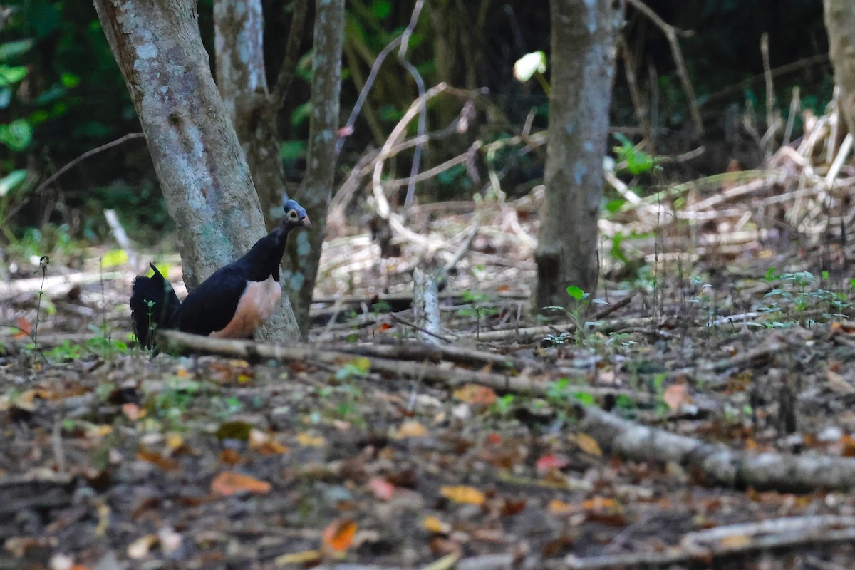 Maleo - ML636857897