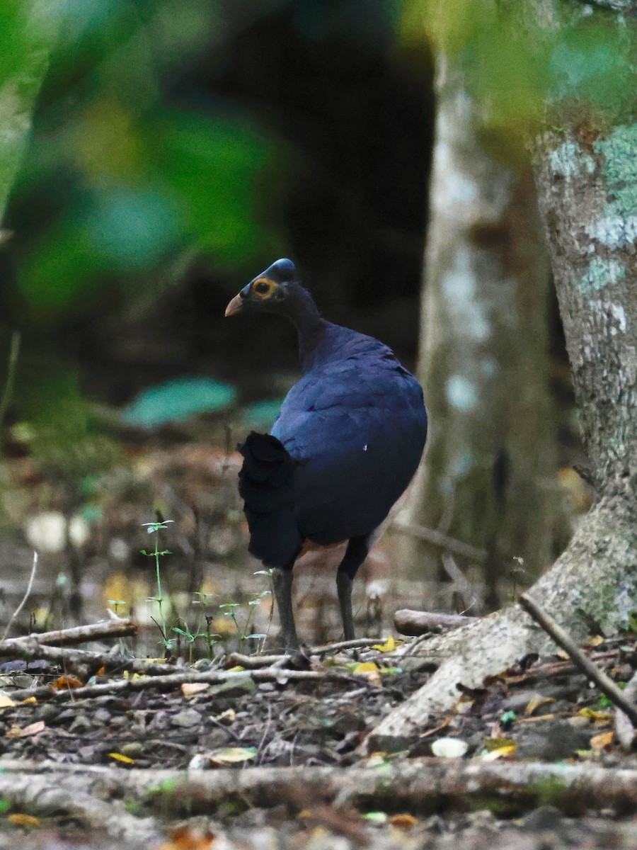 Maleo - ML636857898