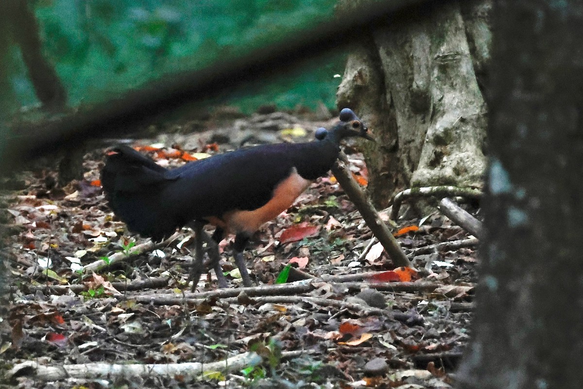 Maleo - ML636857899