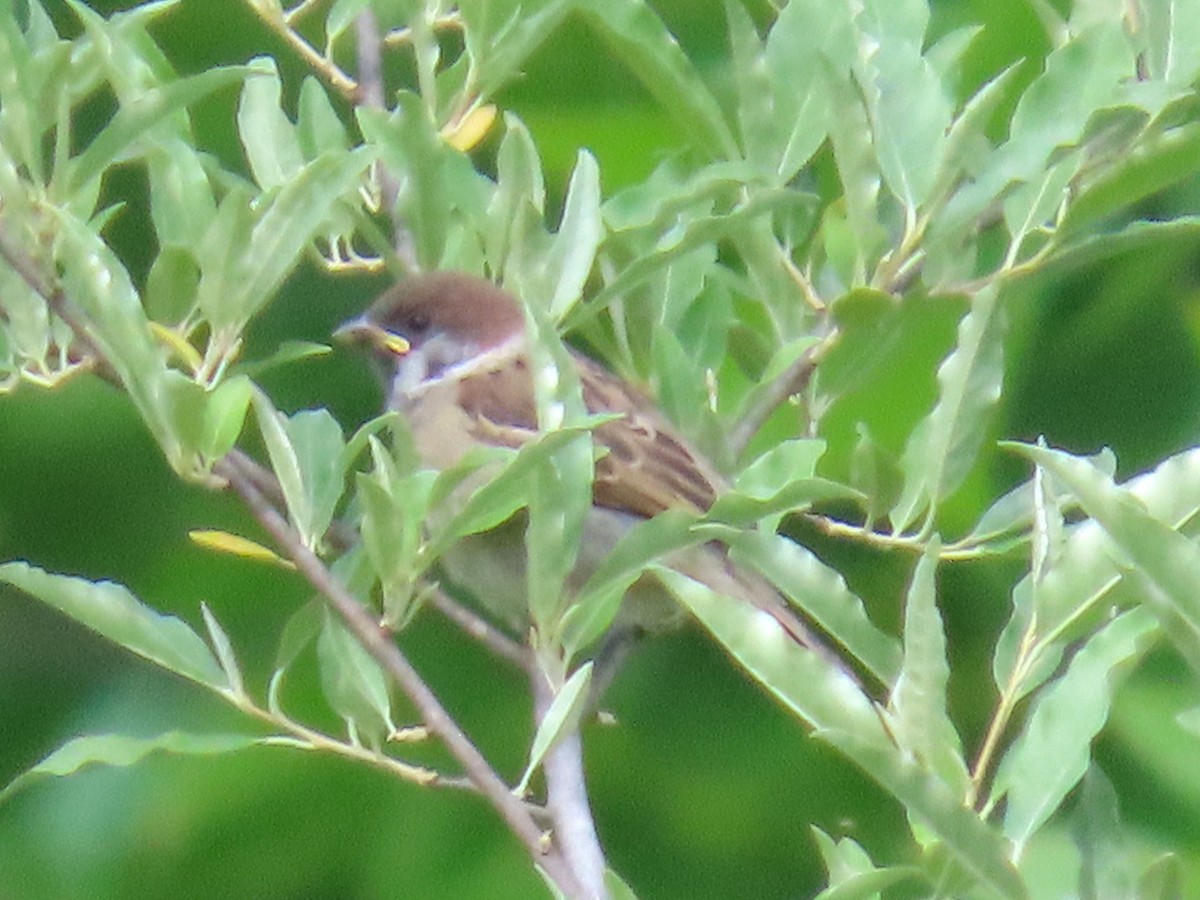 Eurasian Tree Sparrow - ML636857916