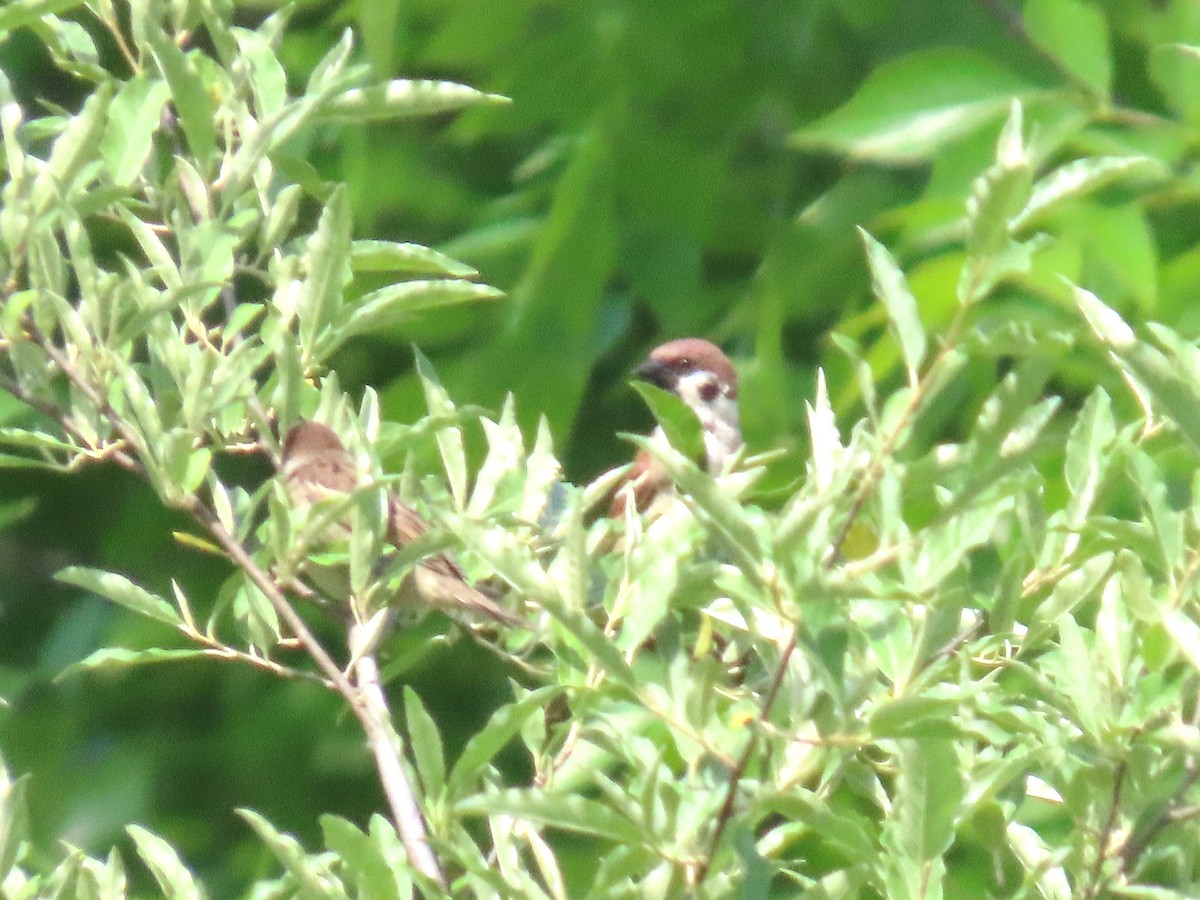 Eurasian Tree Sparrow - ML636857917