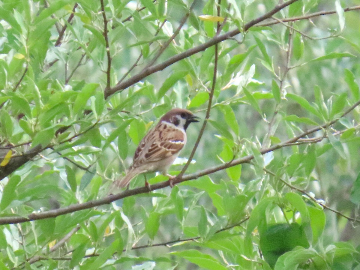 Eurasian Tree Sparrow - ML636857918