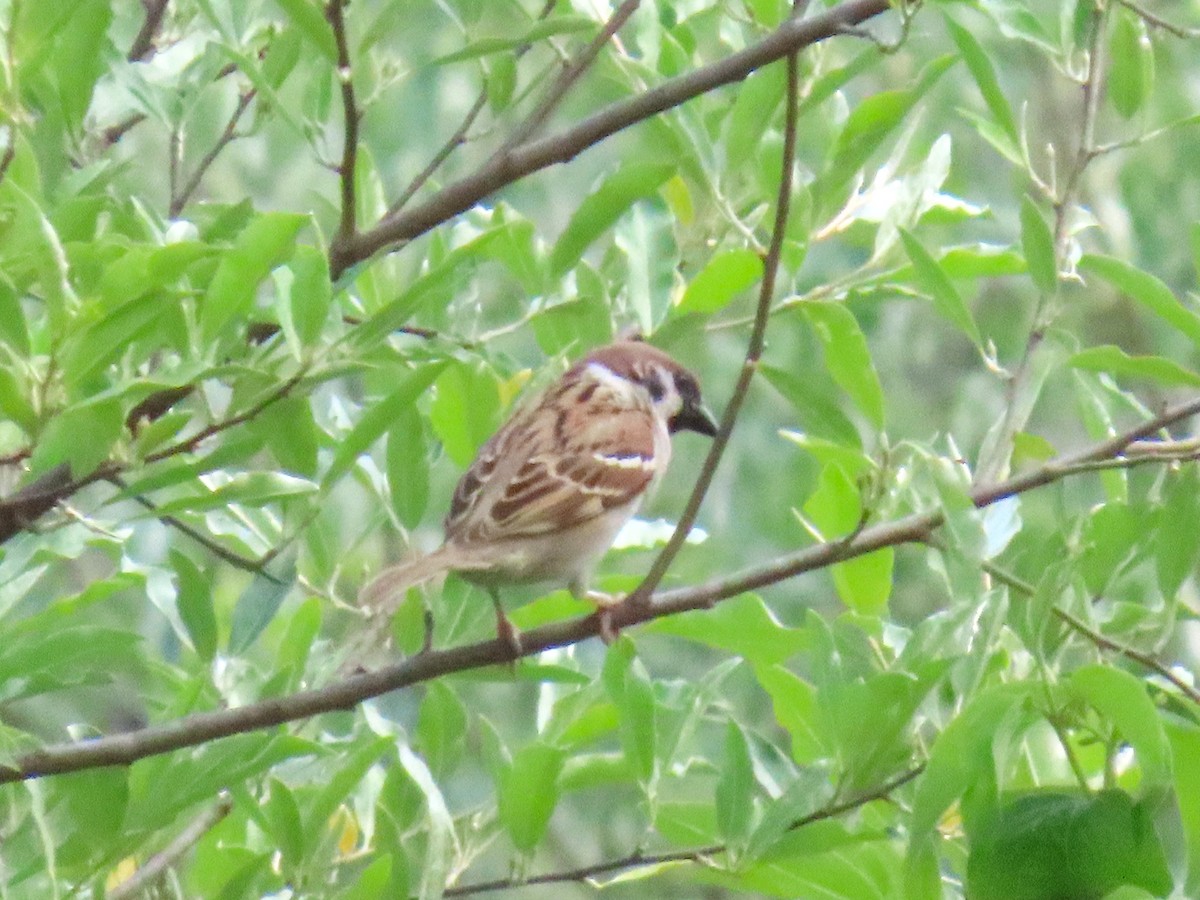 Eurasian Tree Sparrow - ML636857919