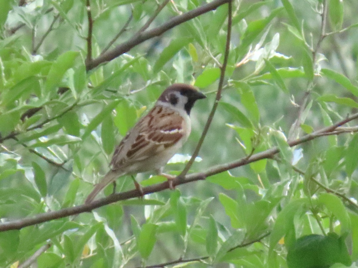 Eurasian Tree Sparrow - ML636857920