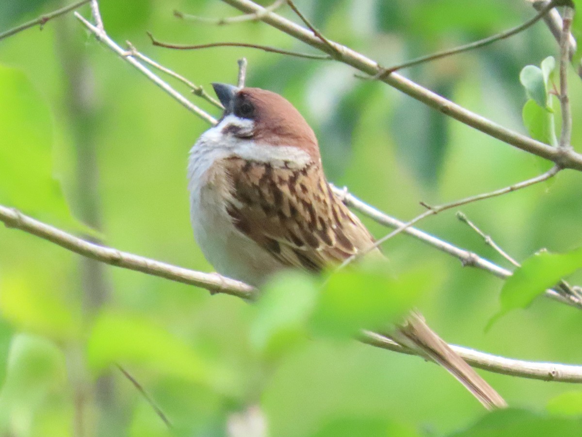 Eurasian Tree Sparrow - ML636857921