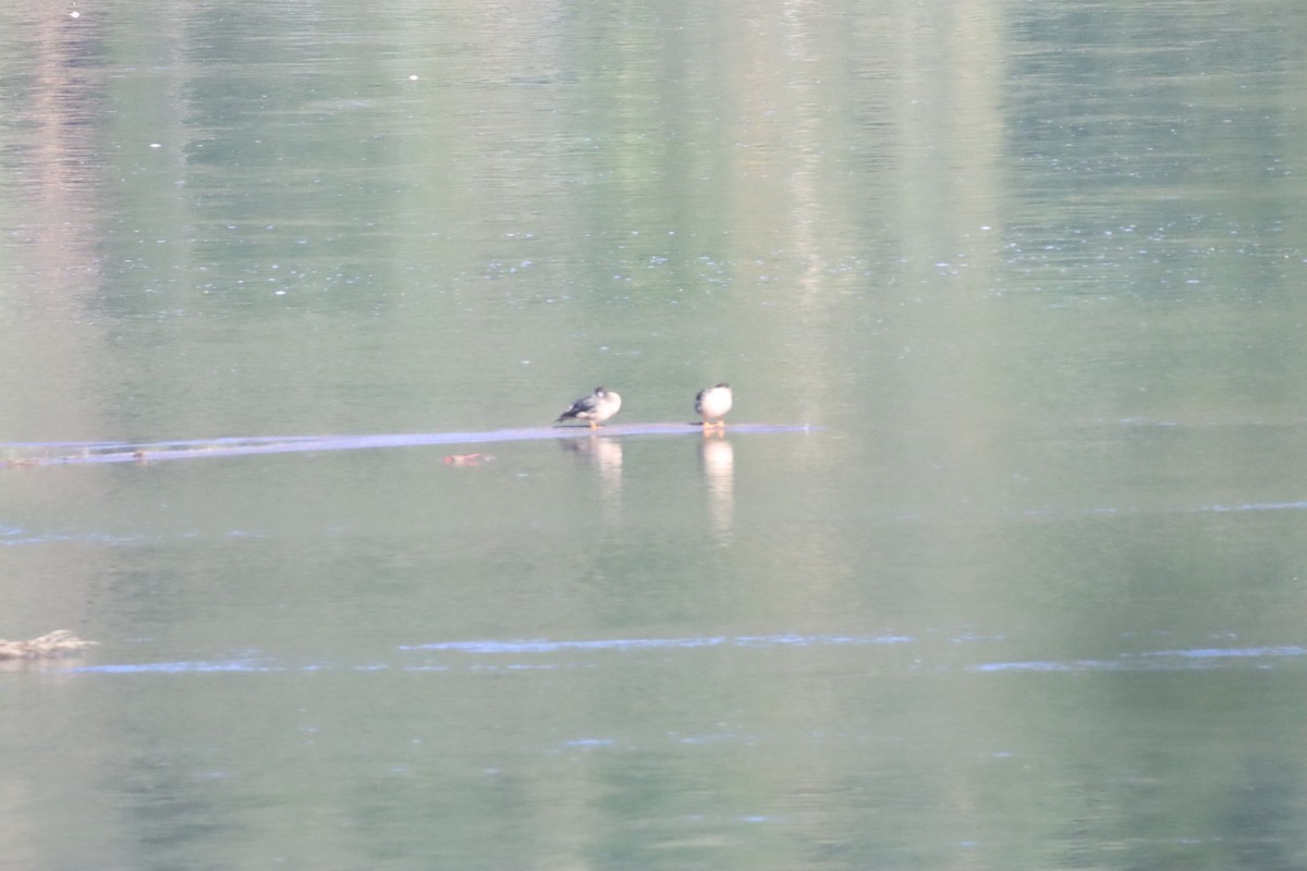 Spectacled Duck - ML636857934