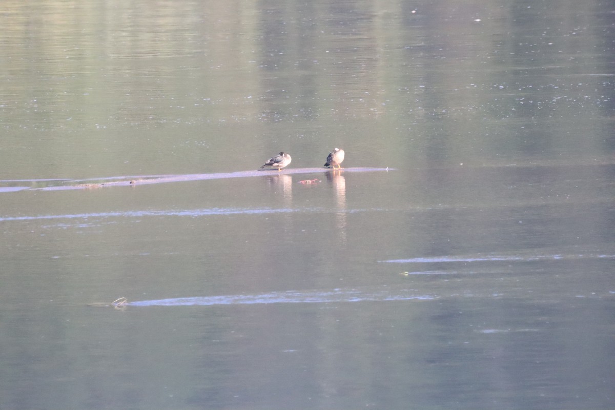 Spectacled Duck - ML636857939