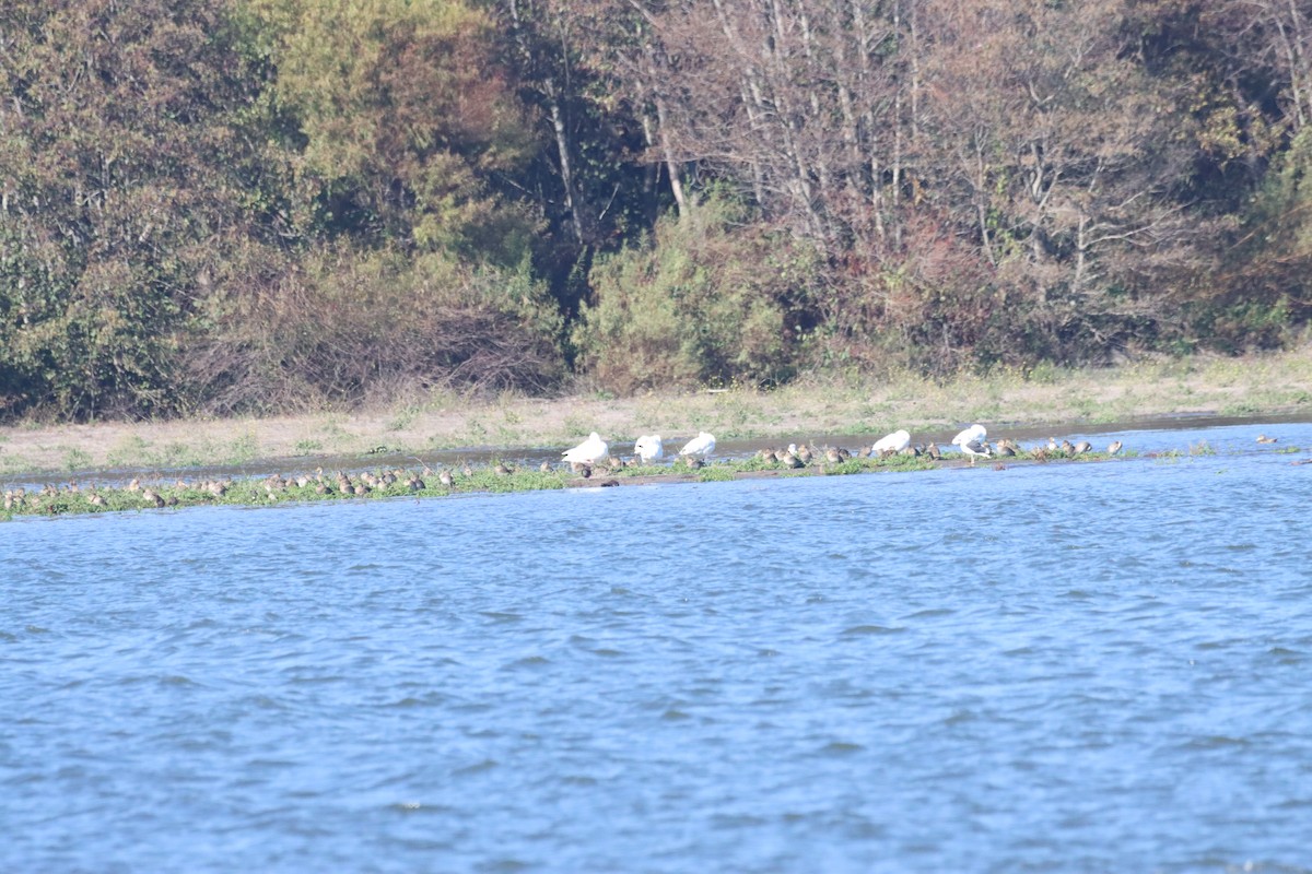 Yellow-billed Pintail - ML636857997