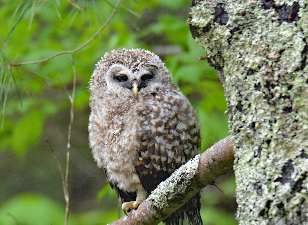 Barred Owl - ML636858070