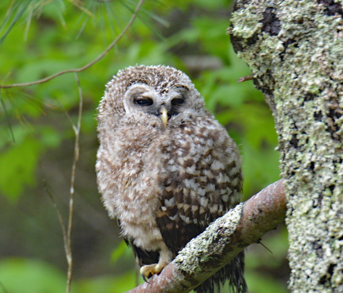 Barred Owl - ML636858071