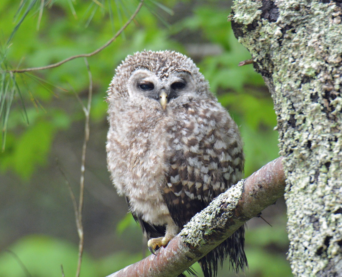 Barred Owl - ML636858080