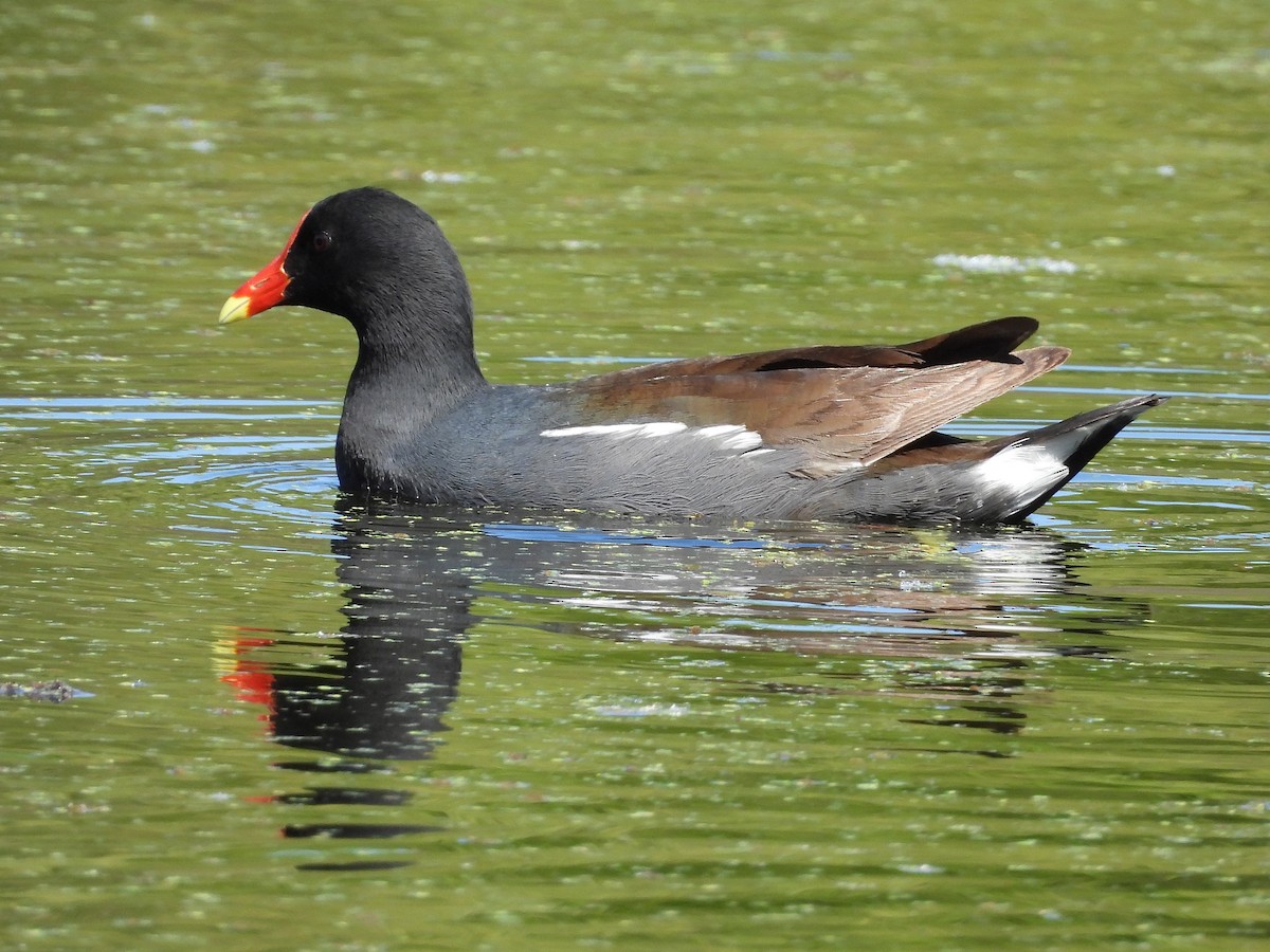 Common Gallinule - ML636858216