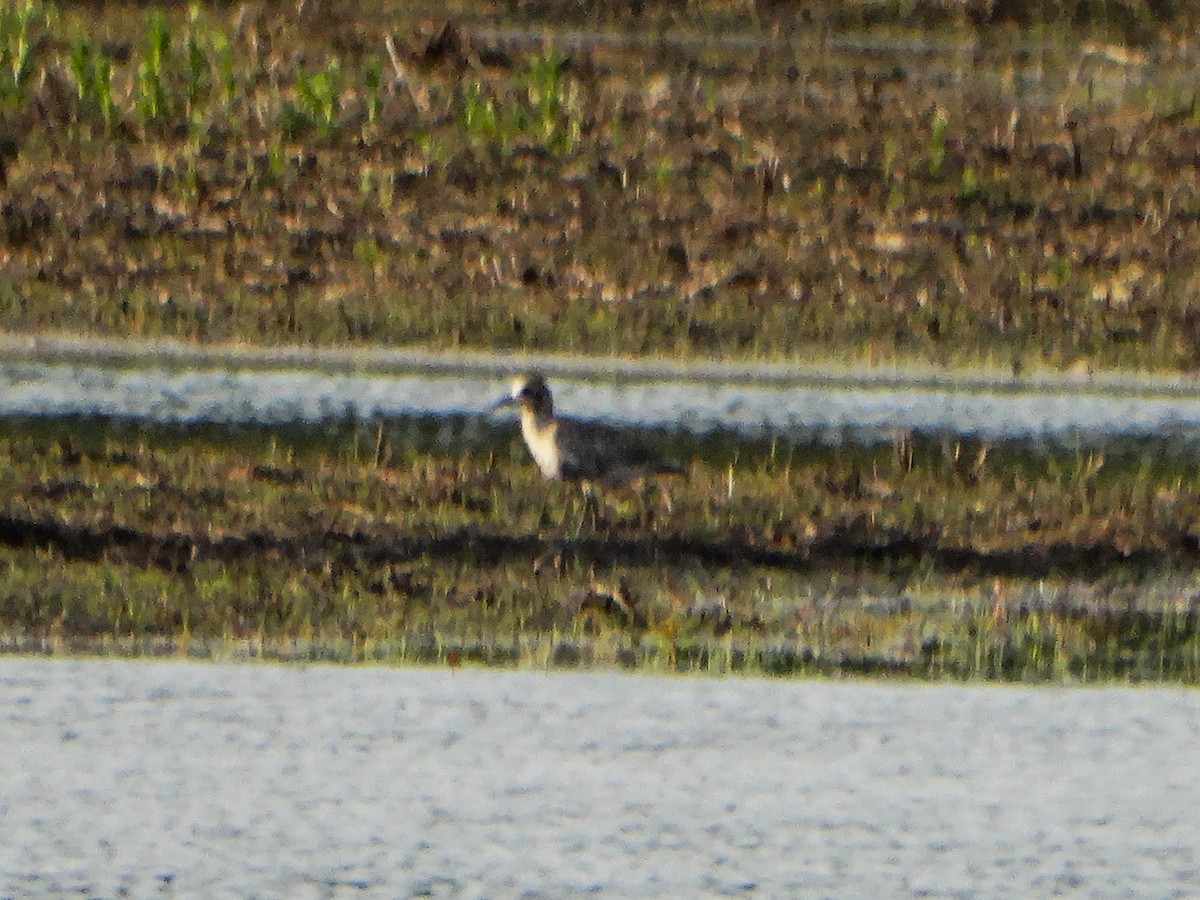 Black-bellied Plover - ML636858252