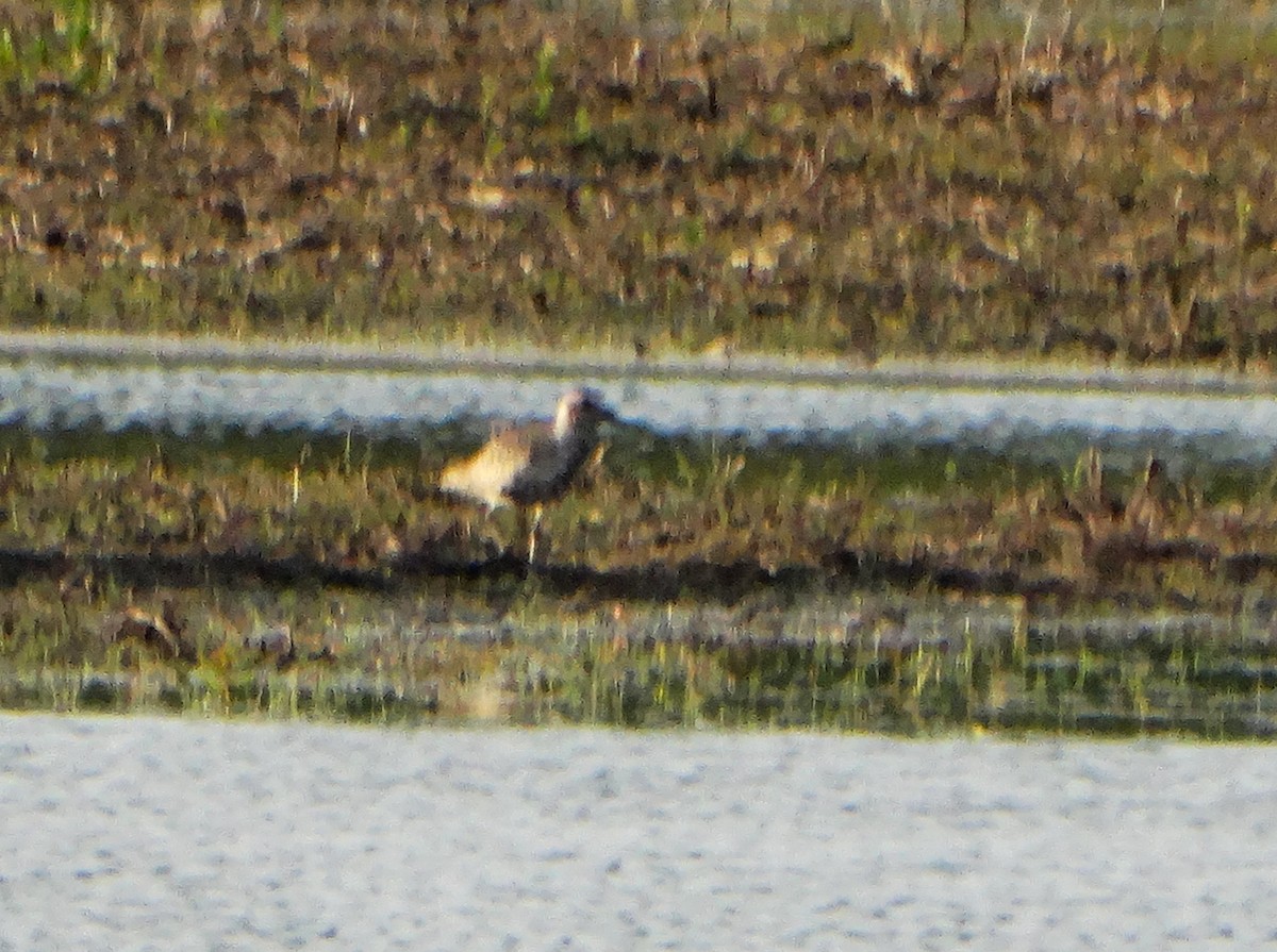 Black-bellied Plover - ML636858258