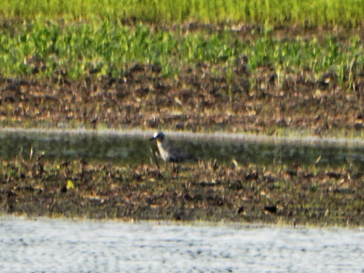 Black-bellied Plover - ML636858282