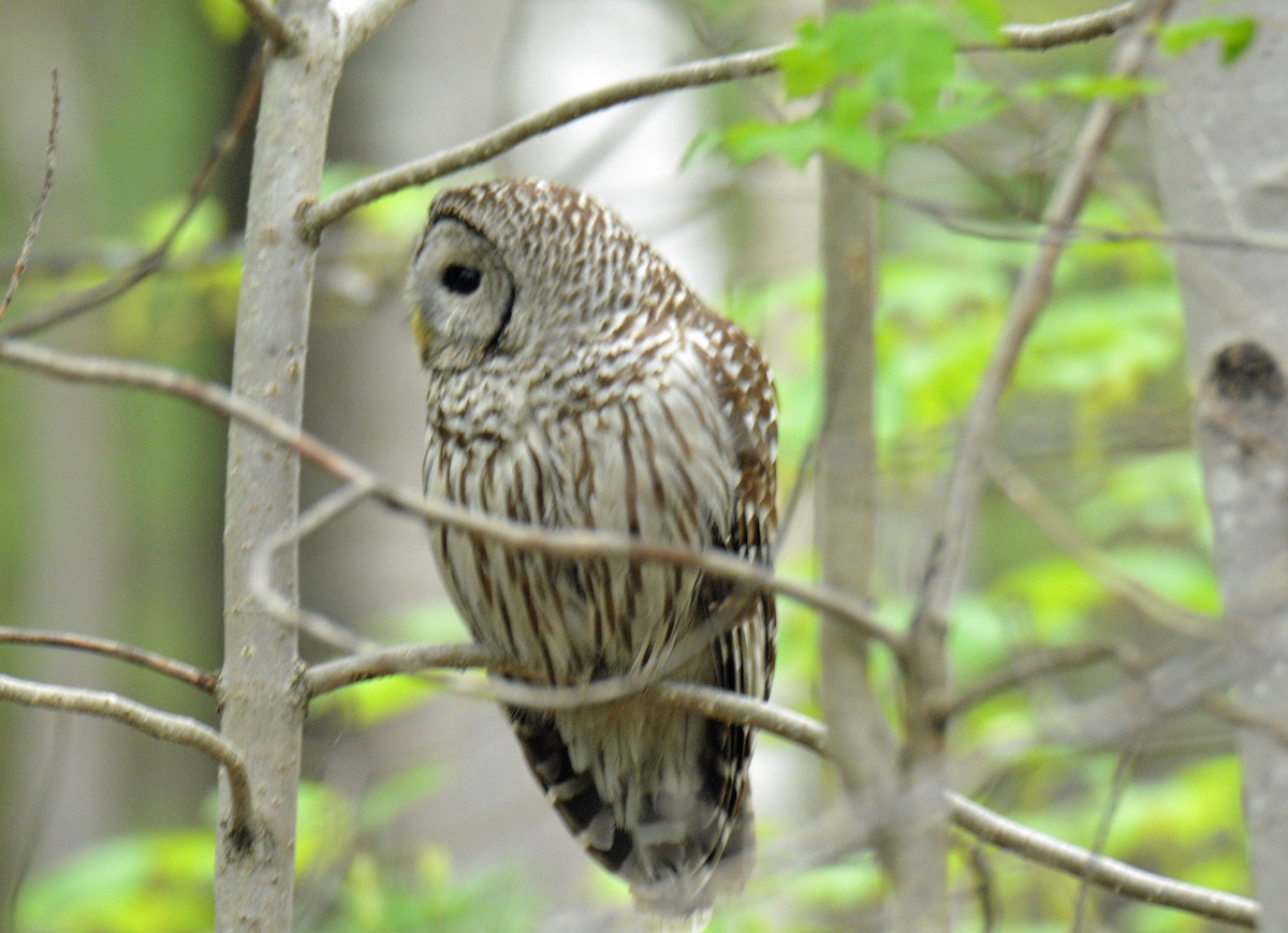Barred Owl - ML636858305