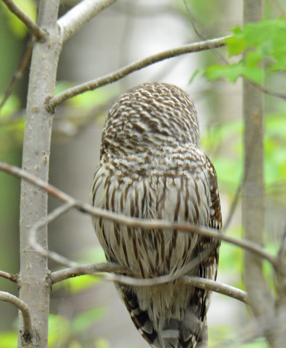 Barred Owl - ML636858306