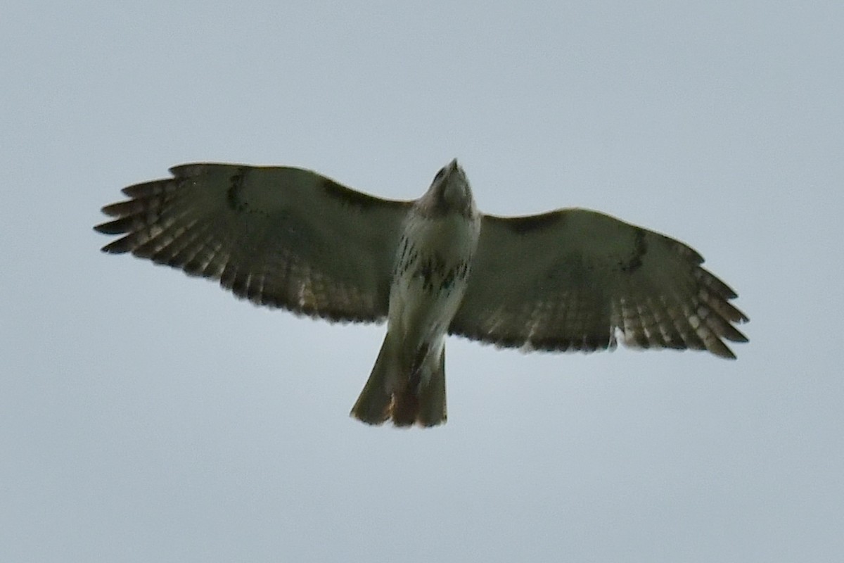 Red-tailed Hawk - ML636858314