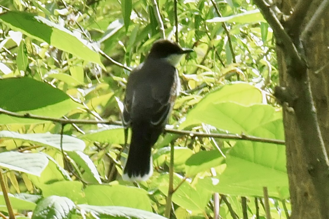 Eastern Kingbird - ML636858319