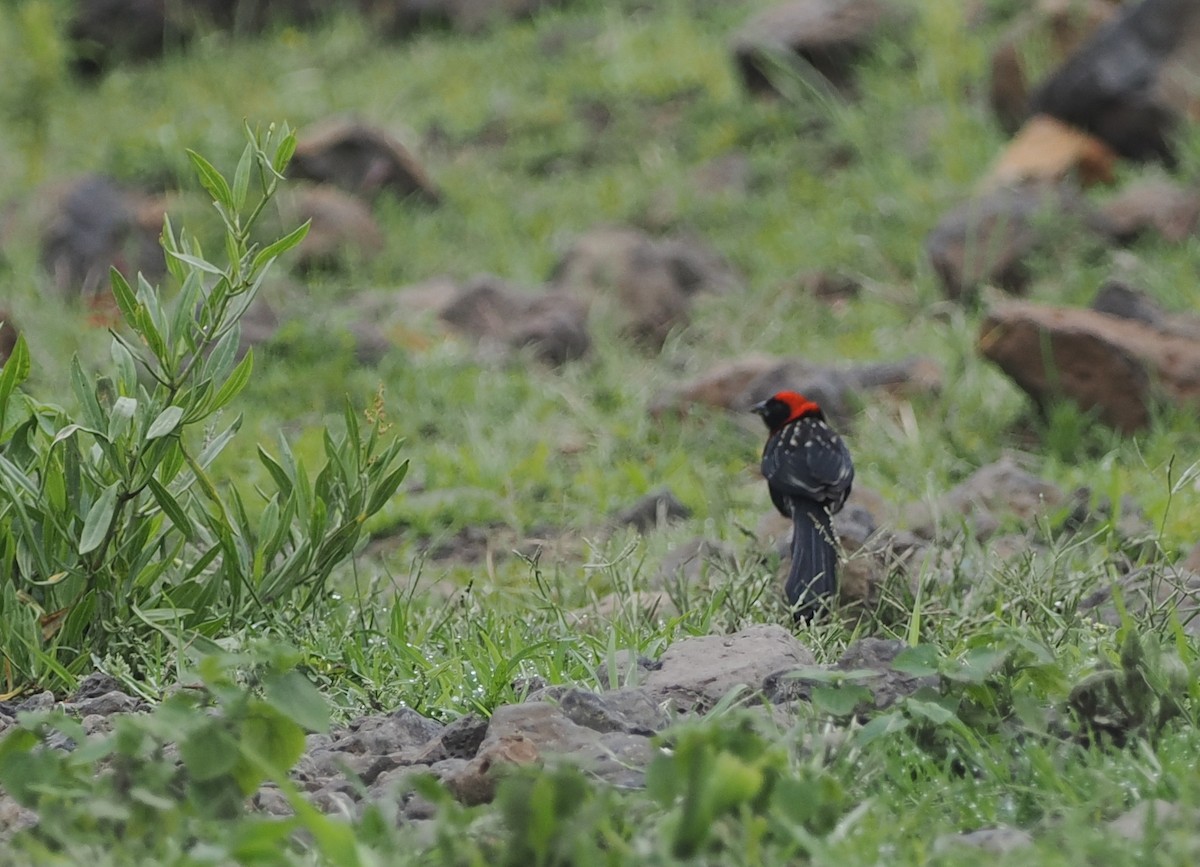 Red-cowled Widowbird - ML636858393
