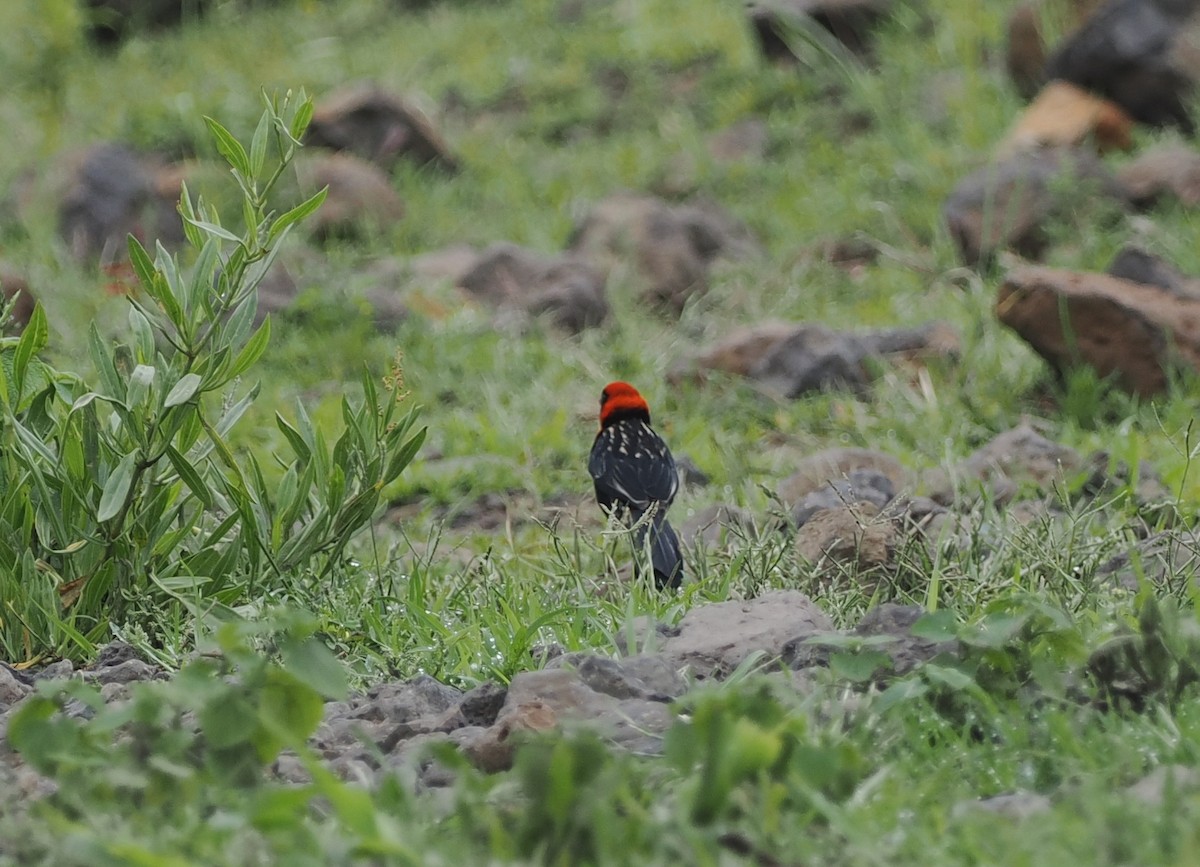 Red-cowled Widowbird - ML636858394