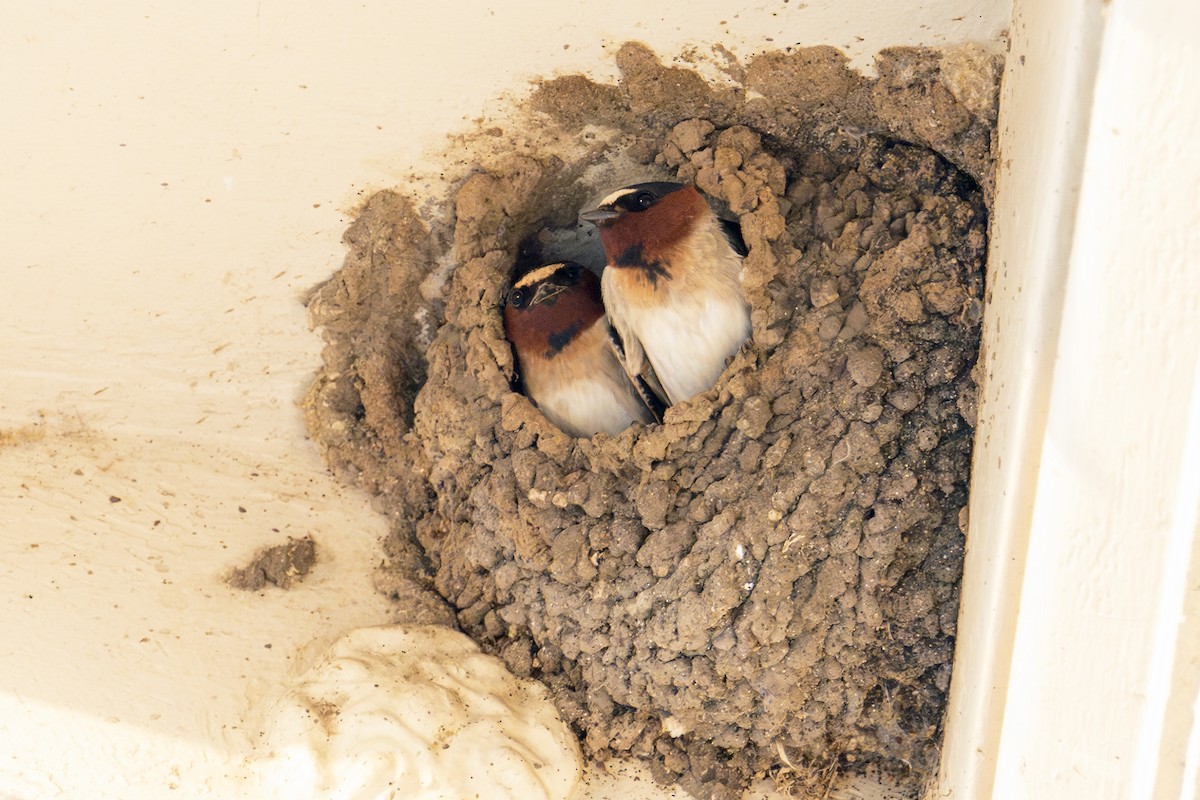 Cliff Swallow - ML636858438