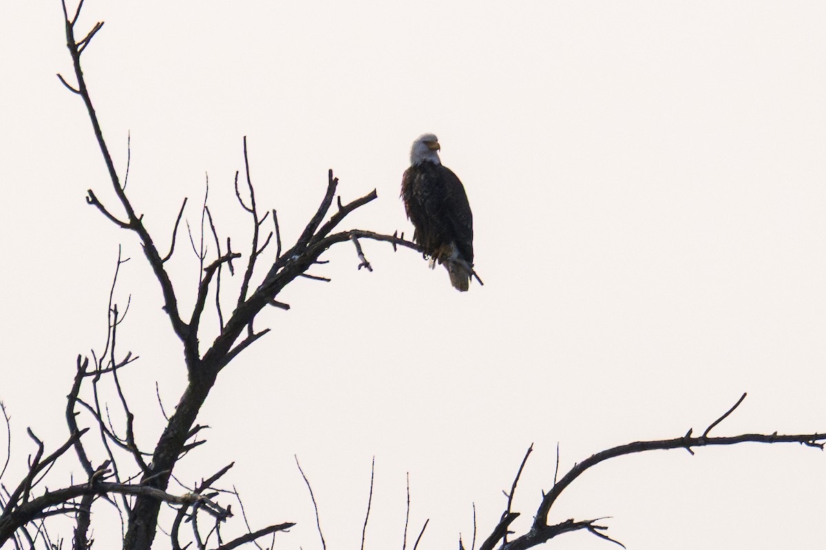 Bald Eagle - ML636858471