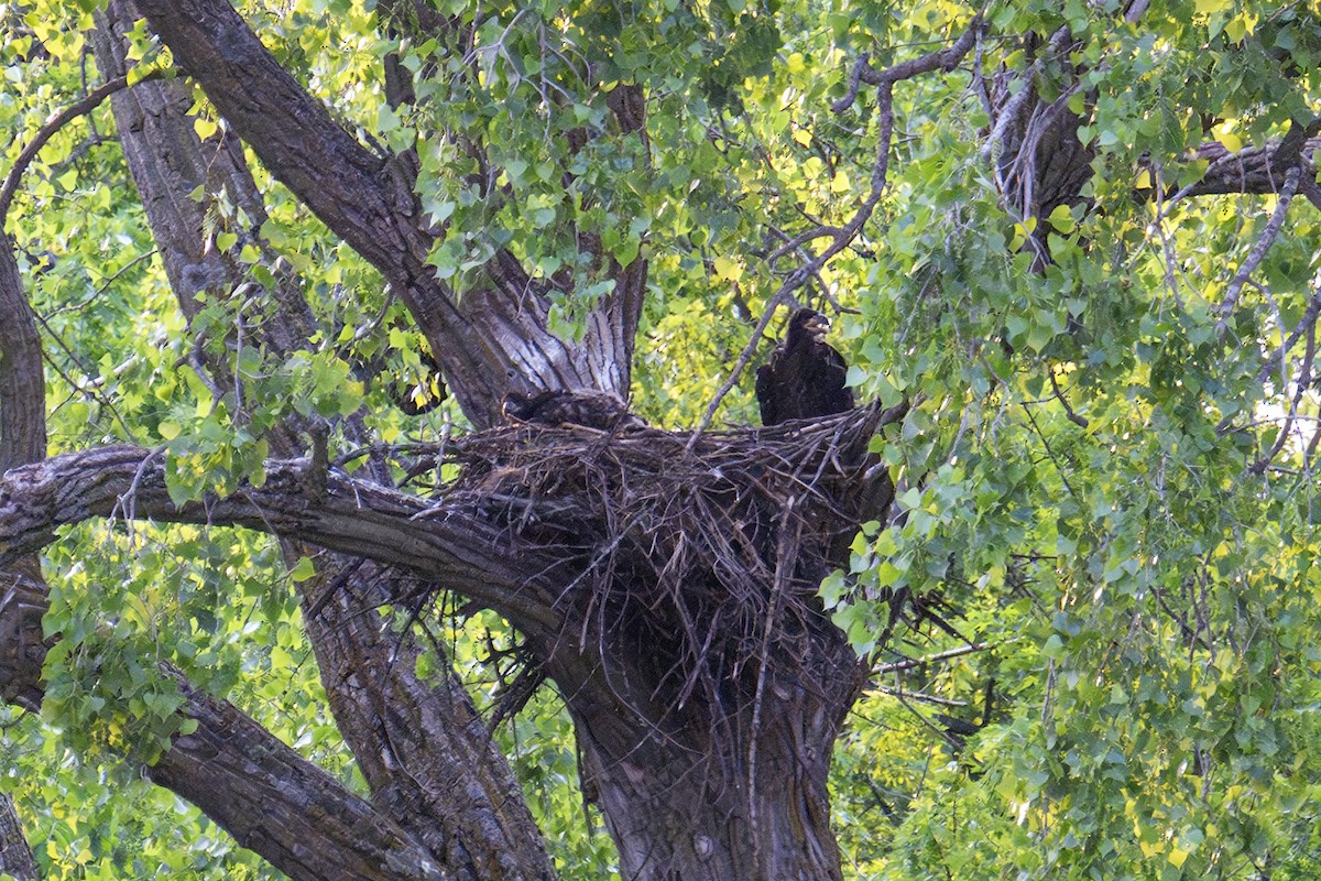 Bald Eagle - ML636858472