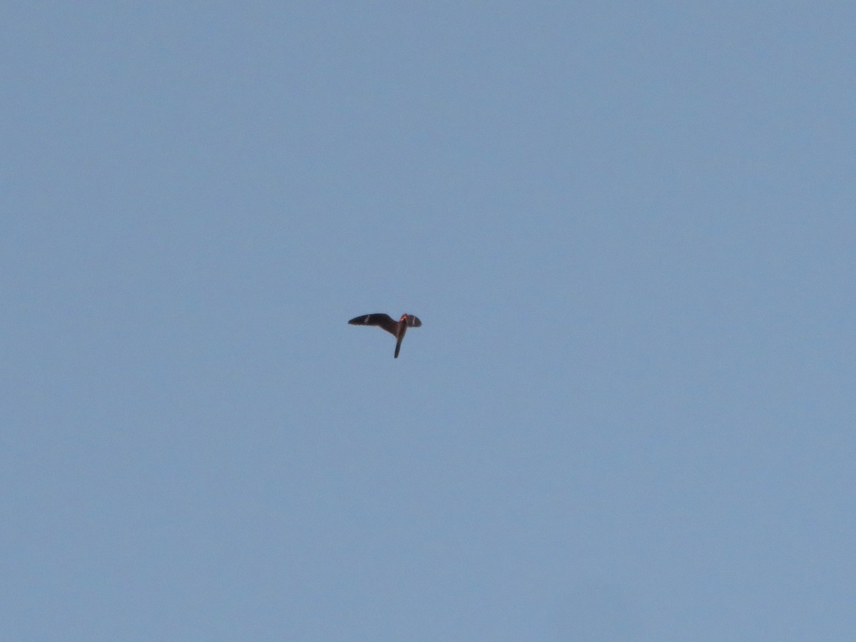 Common Nighthawk - ML636858586