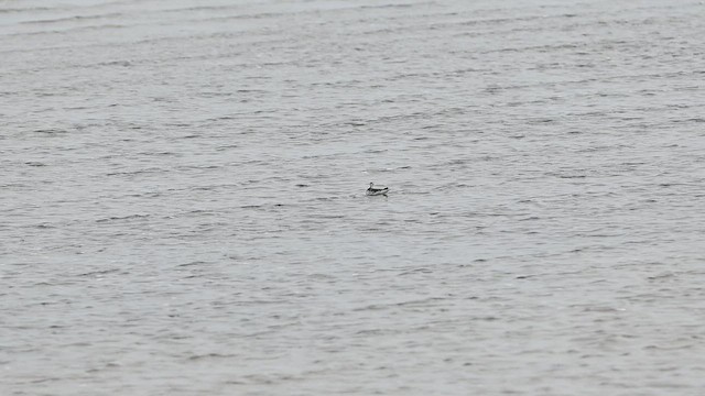 Red-necked Phalarope - ML636858612