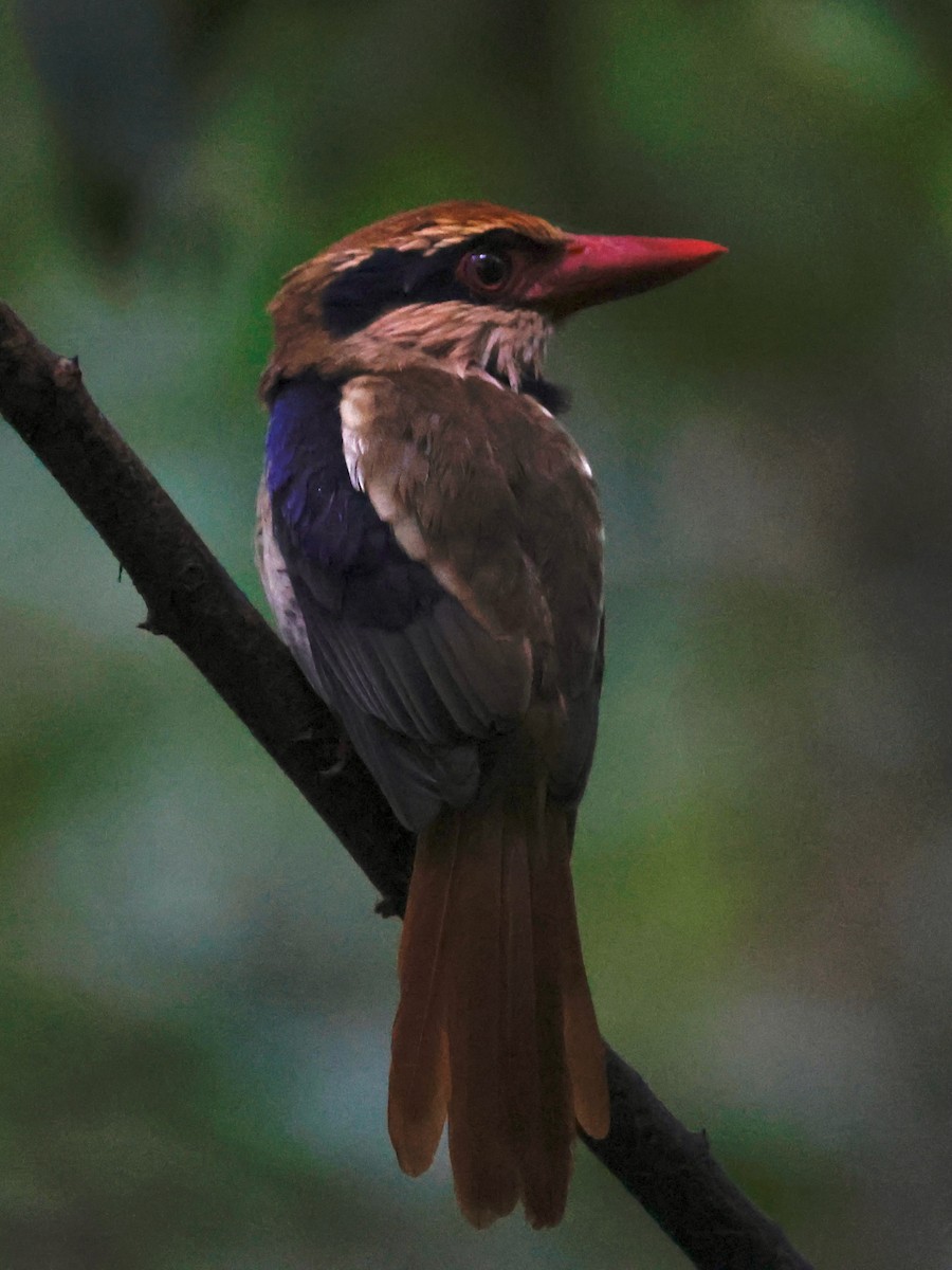 Sulawesi Lilac Kingfisher - ML636858723