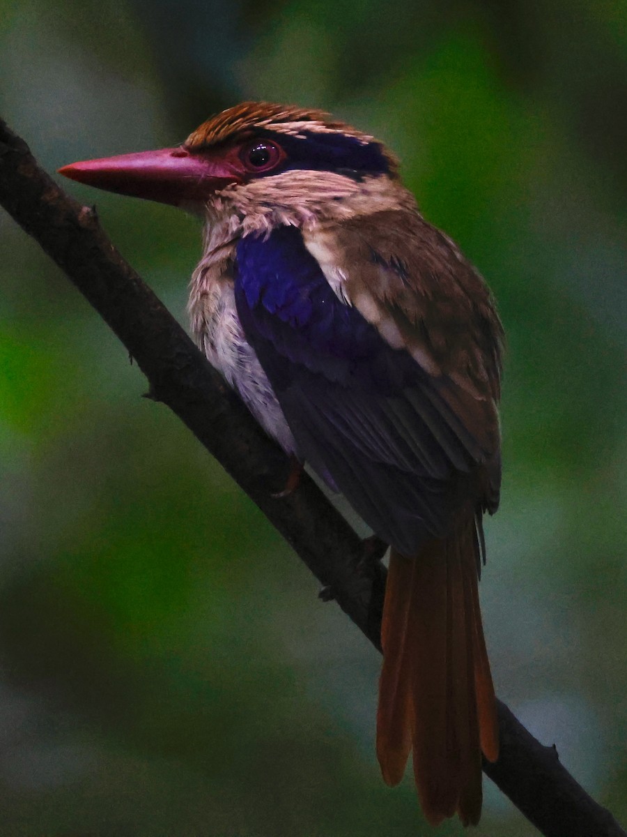 Sulawesi Lilac Kingfisher - ML636858724