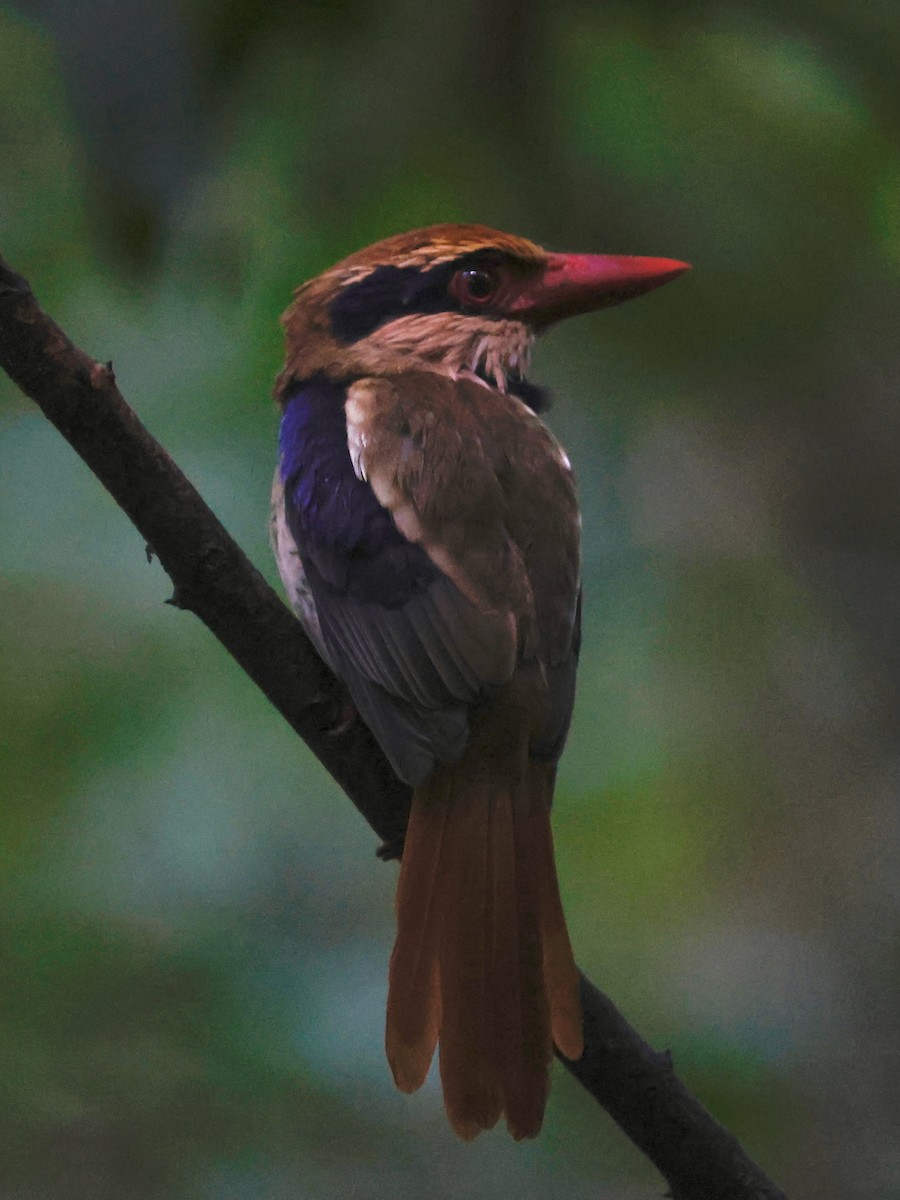 Sulawesi Lilac Kingfisher - ML636858725
