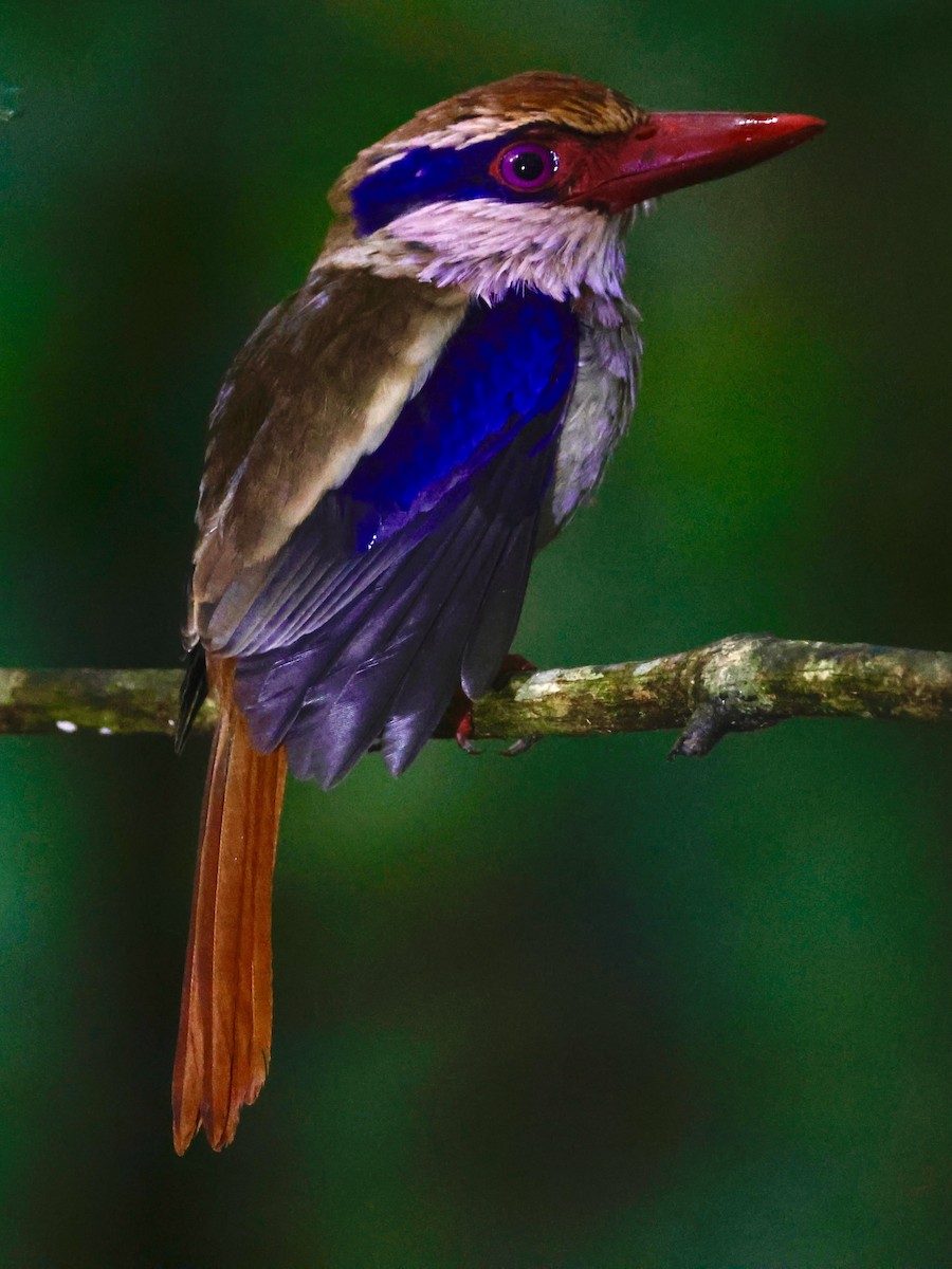 Sulawesi Lilac Kingfisher - ML636858727