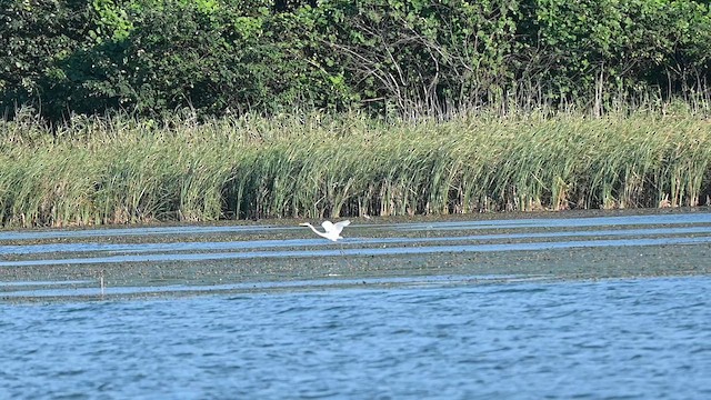 Great Egret - ML636858793