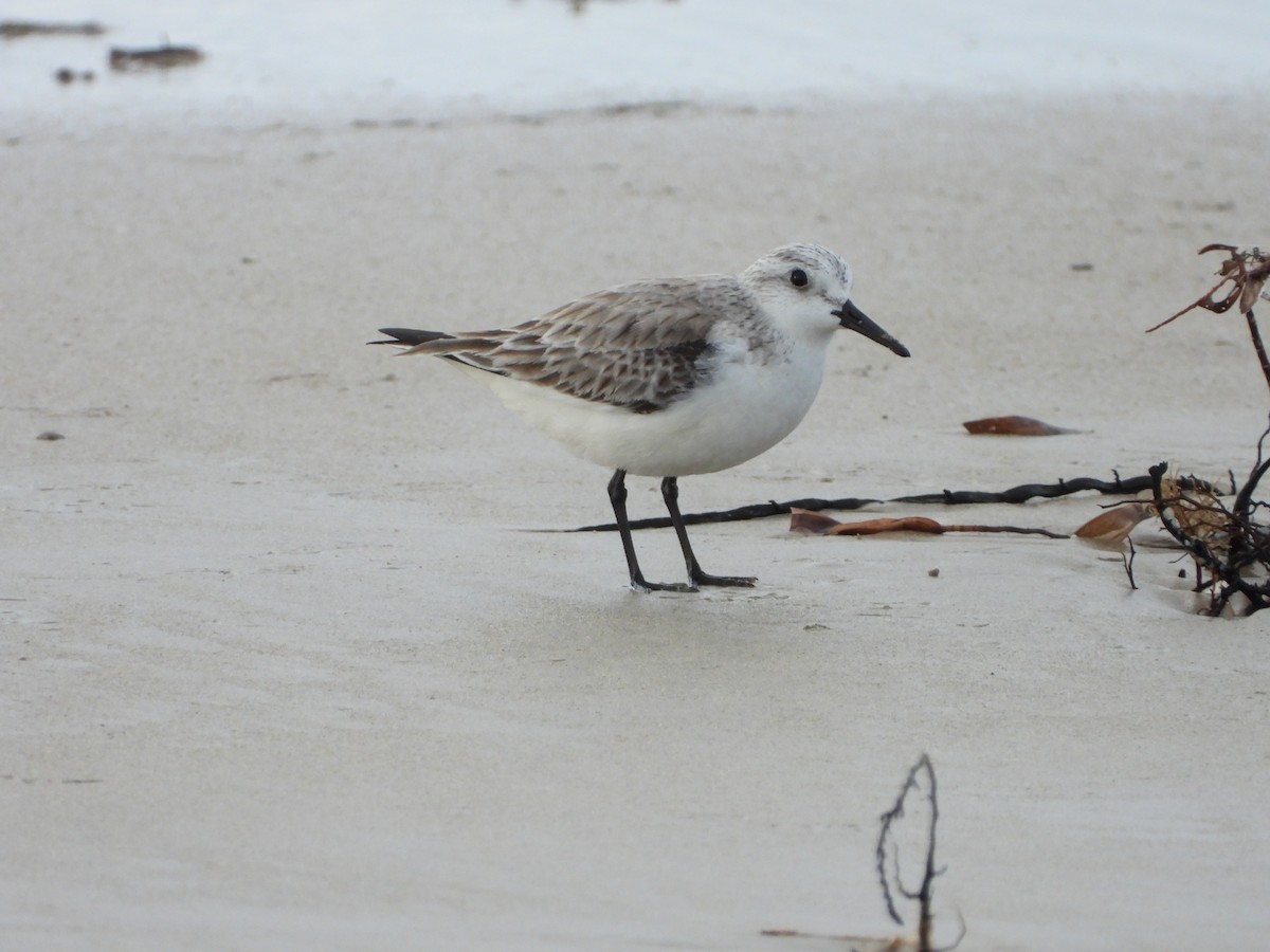 Sanderling - ML636858795