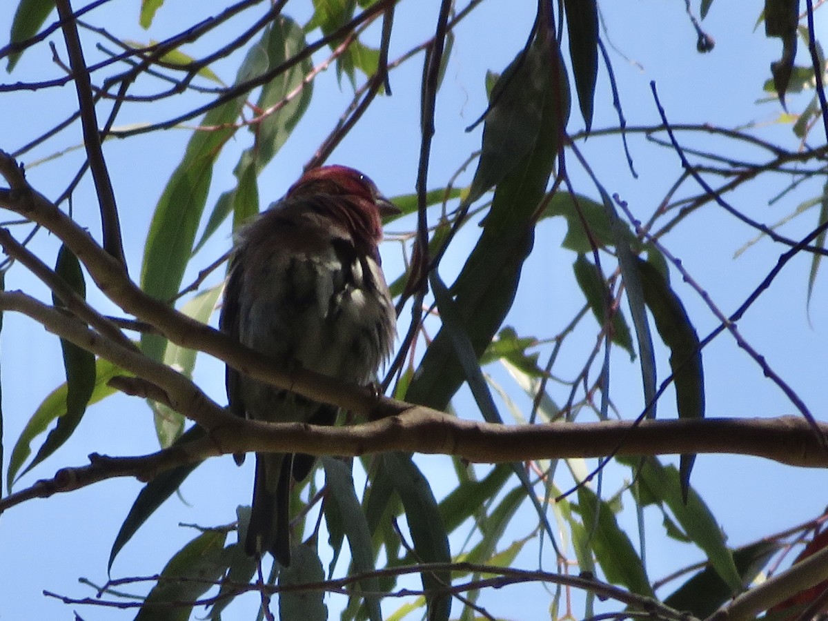 Purple Finch (Western) - ML636858817