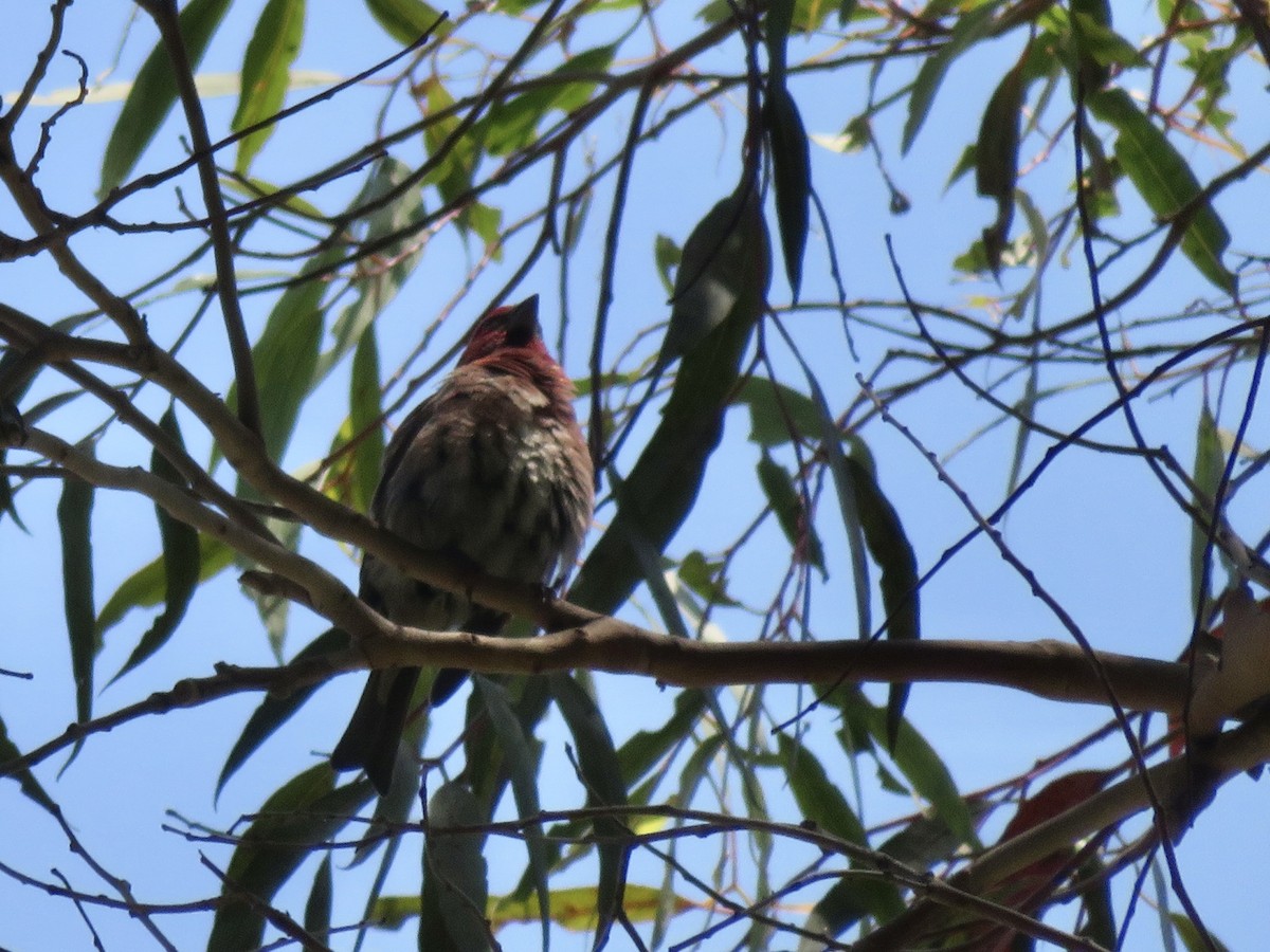 Purple Finch (Western) - ML636858818