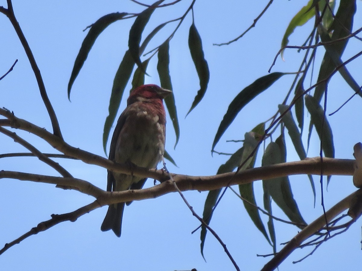 Purple Finch (Western) - ML636858819