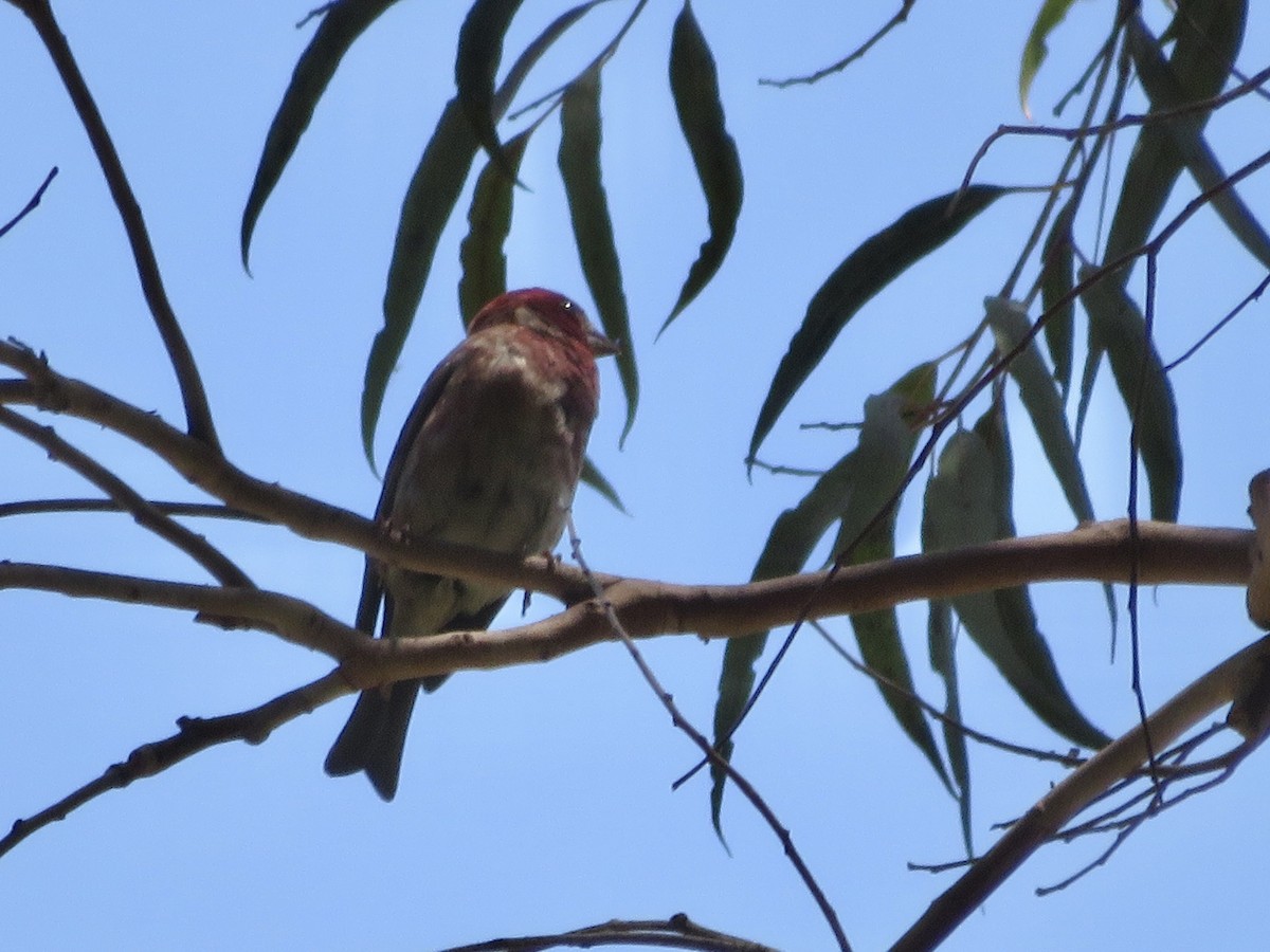 Purple Finch (Western) - ML636858820