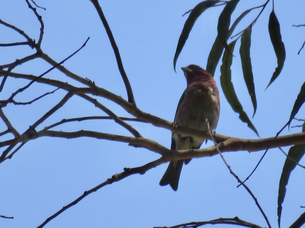 Purple Finch (Western) - ML636858821