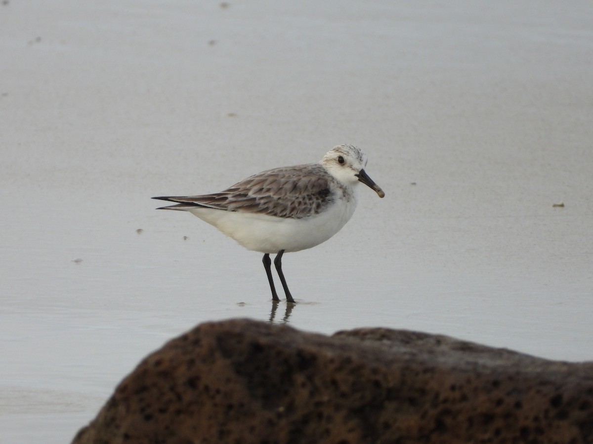 Sanderling - ML636858838