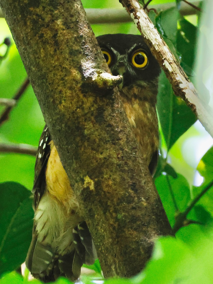 Ochre-bellied Boobook - ML636858969