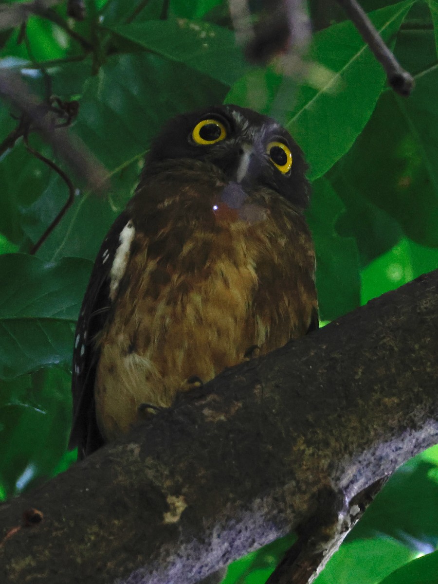 Ochre-bellied Boobook - ML636858970