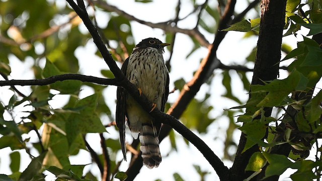 Northern Hawk-Cuckoo - ML636859008