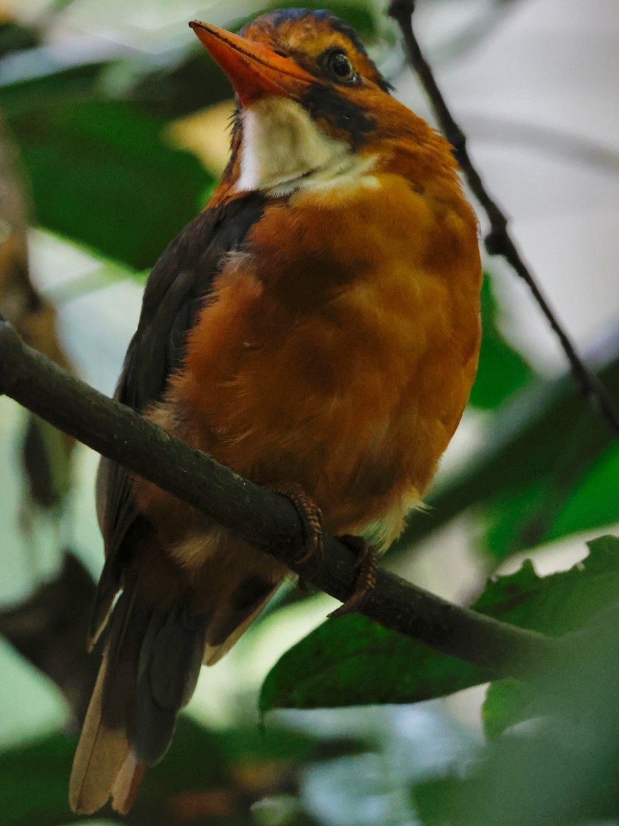 Green-backed Kingfisher - ML636859093