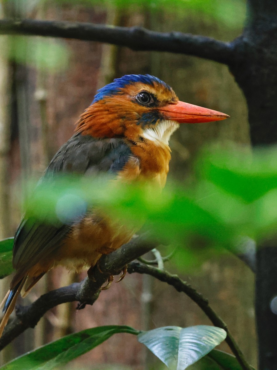 Green-backed Kingfisher - ML636859094