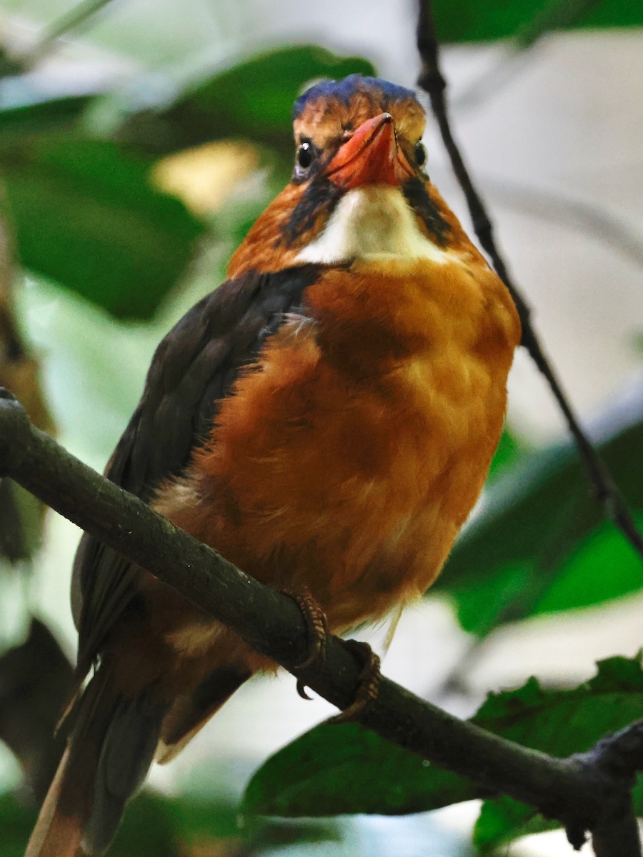 Green-backed Kingfisher - ML636859095