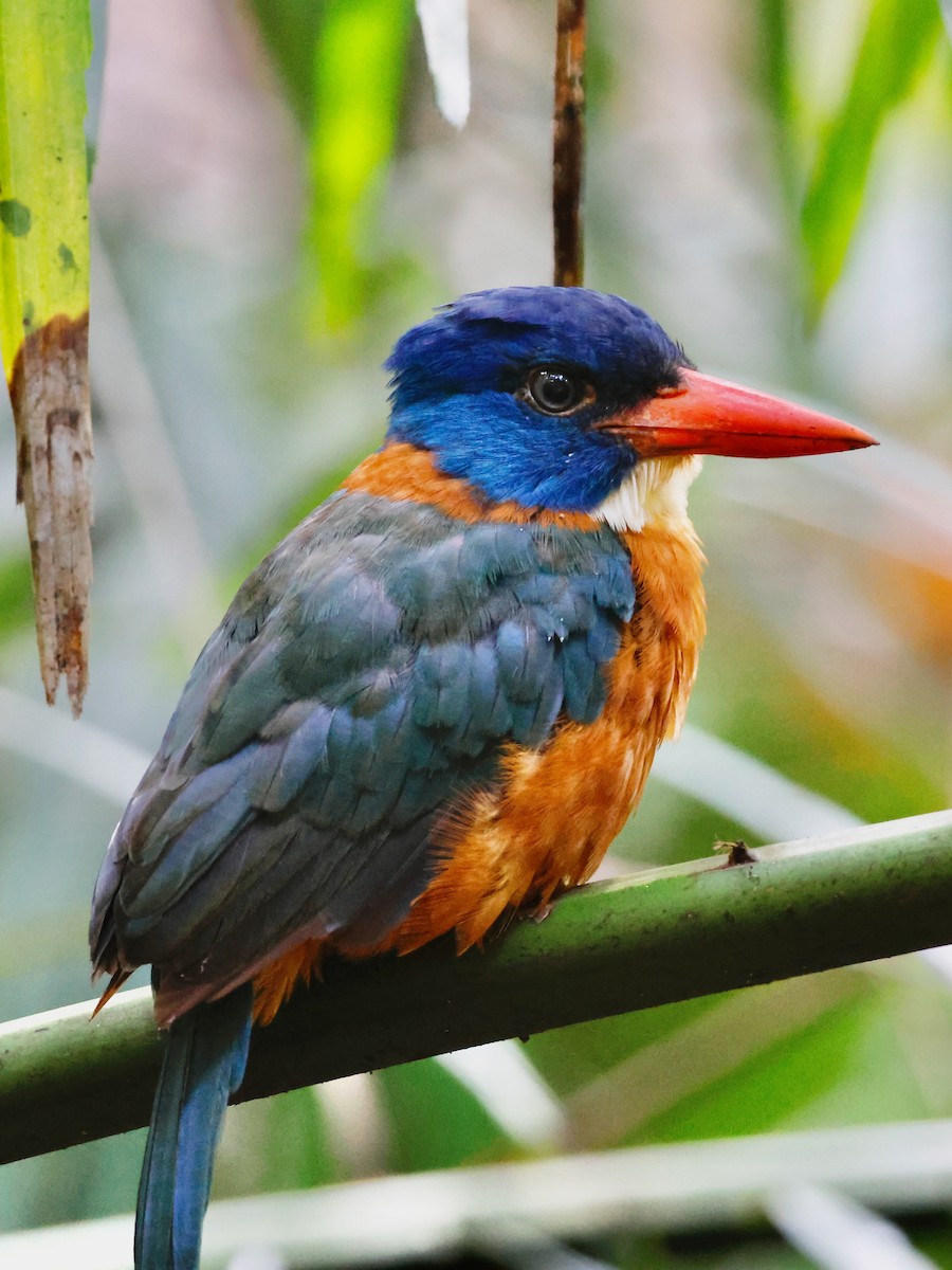 Green-backed Kingfisher - ML636859096