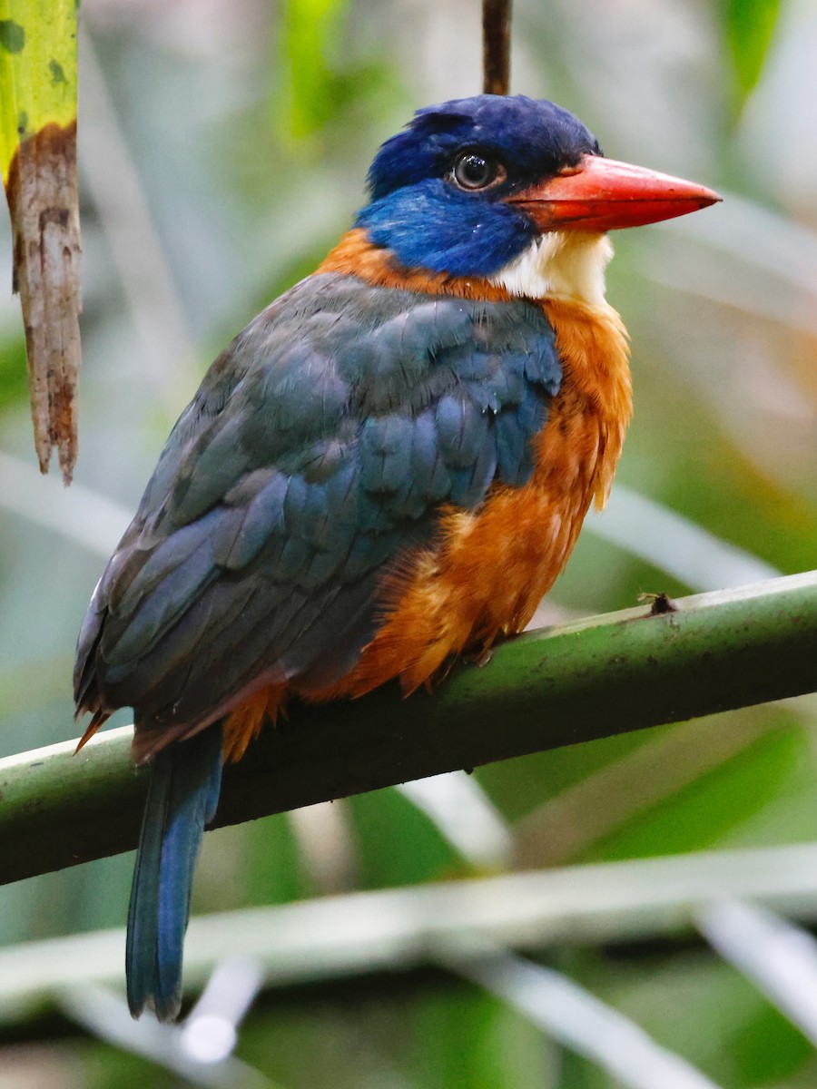 Green-backed Kingfisher - ML636859097